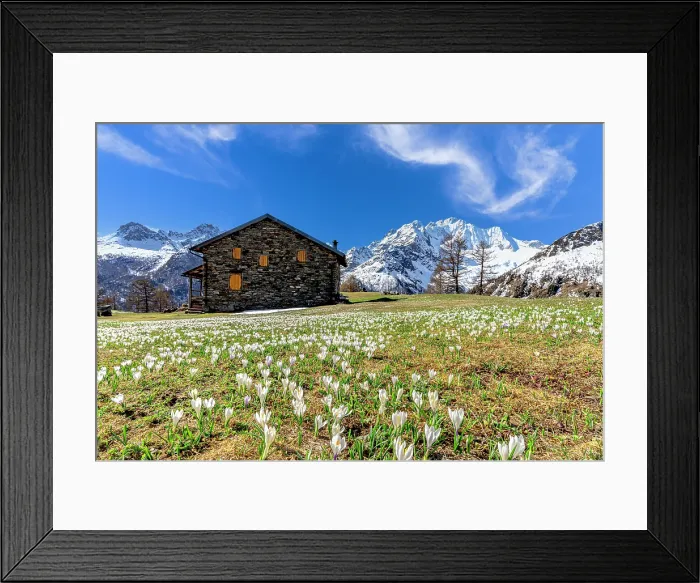 Framed Print : Spring bloom of crocus, Valmalenco, Sondrio province, Valtellina, Lombardy, Italy Framed Print : Spring bloom of crocus, Valmalenco, Sondrio province, Valtellina, Lombardy, Italy