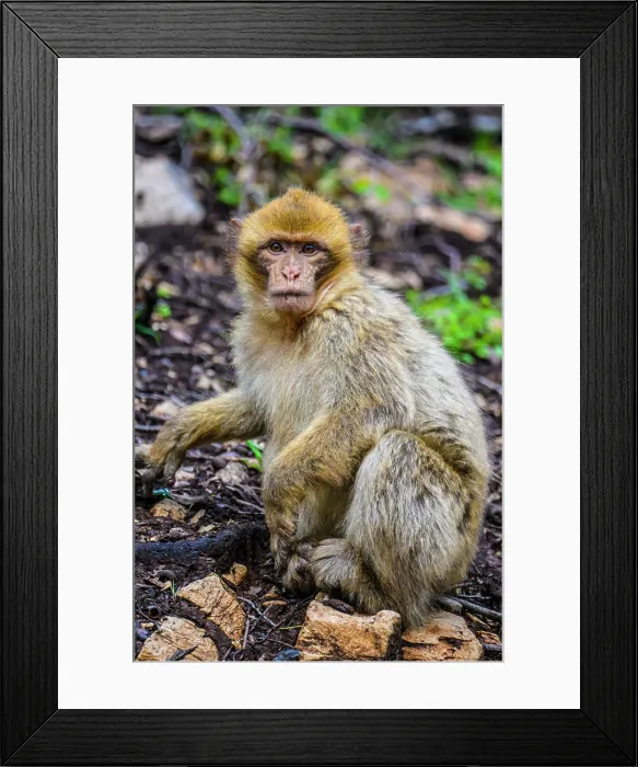 Framed Print : Barbary macaque (Macaca sylvanus), Atlas Mountains Azrou Cedar Forest, Ifrane, Fes-Meknes, Morocco Framed Print : Barbary macaque (Macaca sylvanus), Atlas Mountains Azrou Cedar Forest, Ifrane, Fes-Meknes, Morocco
