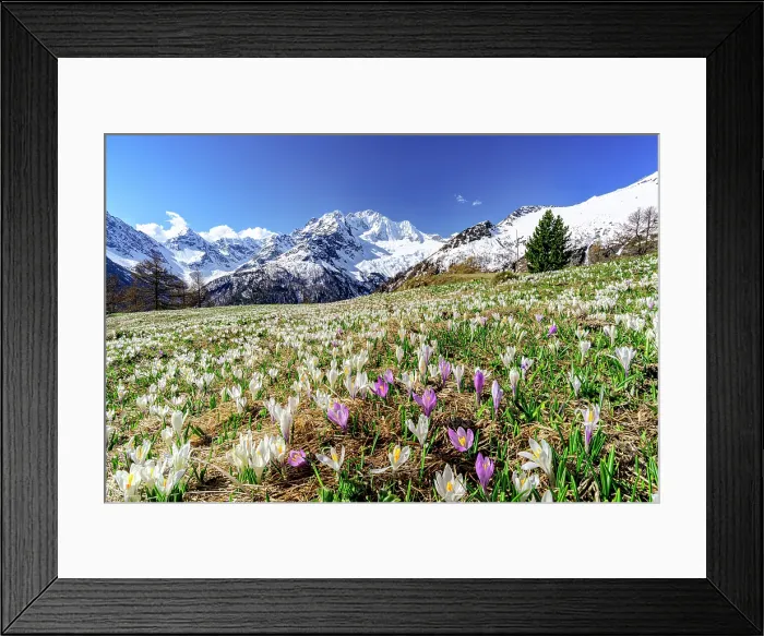 Framed Print : Crocus flowers in bloom, Alpe Dell'Oro, Valmalenco, Sondrio province, Valtellina, Lombardy, Italy Framed Print : Crocus flowers in bloom, Alpe Dell'Oro, Valmalenco, Sondrio province, Valtellina, Lombardy, Italy