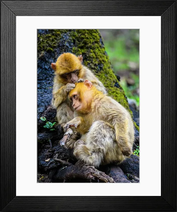 Framed Print : Barbary macaque (Macaca sylvanus), Atlas Mountains Azrou Cedar Forest, Ifrane, Fes-Meknes, Morocco Framed Print : Barbary macaque (Macaca sylvanus), Atlas Mountains Azrou Cedar Forest, Ifrane, Fes-Meknes, Morocco