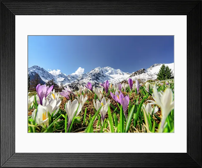 Framed Print : Crocus blossoms, Valmalenco, Sondrio province, Valtellina, Lombardy, Italy Framed Print : Crocus blossoms, Valmalenco, Sondrio province, Valtellina, Lombardy, Italy