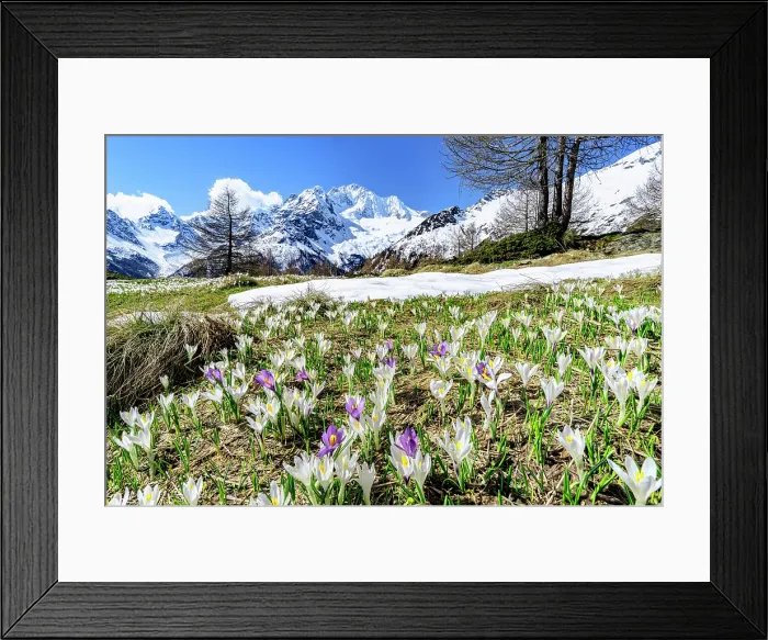 Framed Print : Crocus blossoms, Valmalenco, Sondrio province, Valtellina, Lombardy, Italy Framed Print : Crocus blossoms, Valmalenco, Sondrio province, Valtellina, Lombardy, Italy