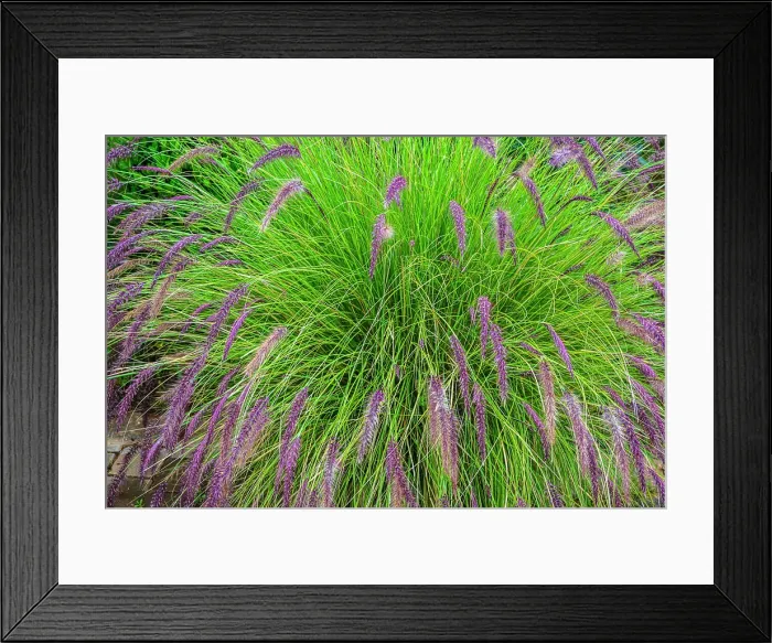 Framed Print : The Secret Garden- Ornamental grasses, Marrakesh, Marrakesh-Safi, Morocco Framed Print : The Secret Garden- Ornamental grasses, Marrakesh, Marrakesh-Safi, Morocco