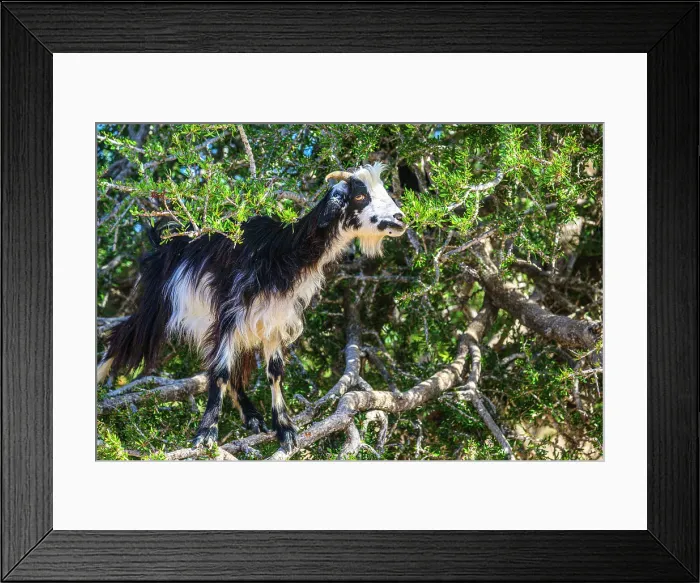 Framed Print : Tree-climbing goats in Morocco's argan forest, Essaouira, , Morocco Framed Print : Tree-climbing goats in Morocco's argan forest, Essaouira, , Morocco