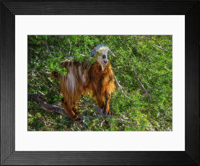 Framed Print : Tree-climbing goats in Morocco's argan forest, Essaouira, , Morocco Framed Print : Tree-climbing goats in Morocco's argan forest, Essaouira, , Morocco