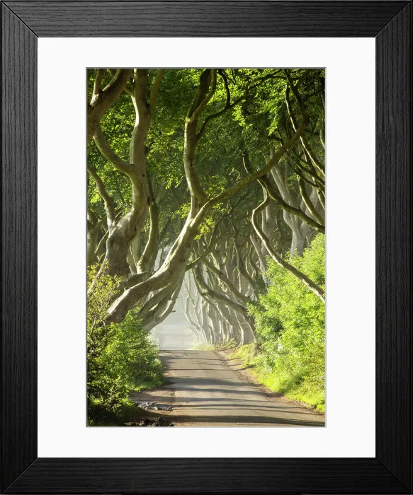 Framed Print : The Dark Hedges, Ballymoney, Northern Ireland, UK Framed Print : The Dark Hedges, Ballymoney, Northern Ireland, UK