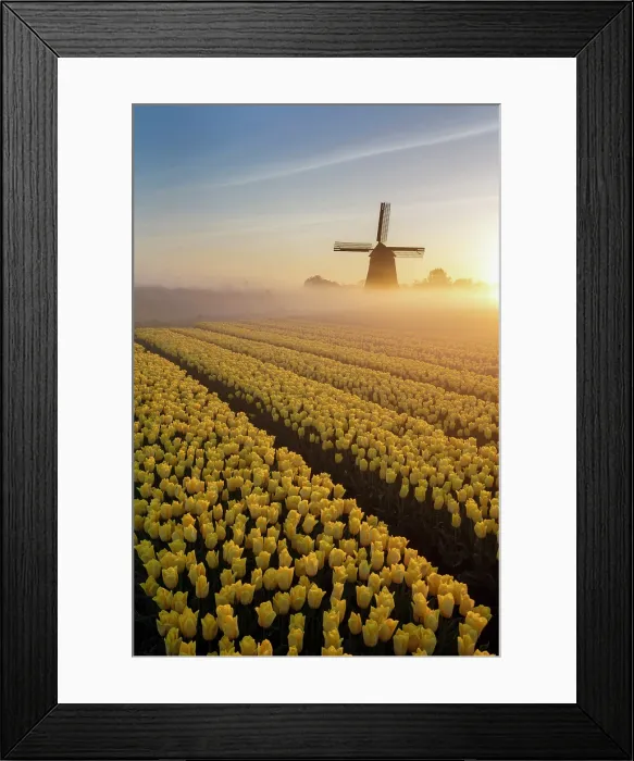 Framed Print : A windmill & tulip field at sunrise, North Holland, Netherlands Framed Print : A windmill & tulip field at sunrise, North Holland, Netherlands