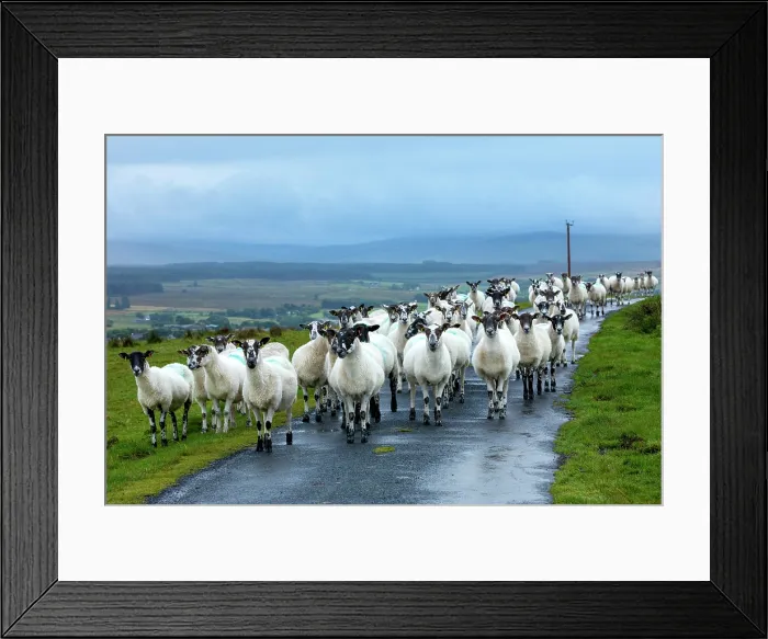Framed Print : Sheep in the landscape, County Antrim, Northern Ireland, UK Framed Print : Sheep in the landscape, County Antrim, Northern Ireland, UK