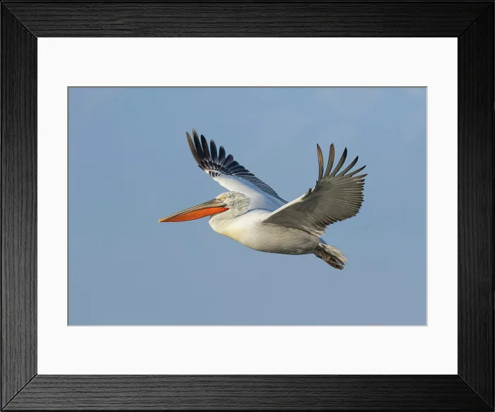 Framed Print : Dalmatian Pelican (Pelecanus crispus) in flight over Lake Kerkini, Greece Framed Print : Dalmatian Pelican (Pelecanus crispus) in flight over Lake Kerkini, Greece