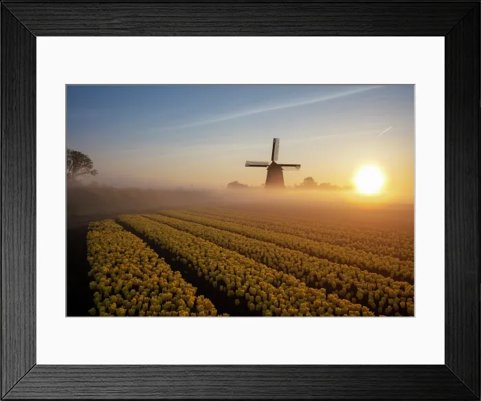 Framed Print : A windmill & tulip field at sunrise, North Holland, Netherlands Framed Print : A windmill & tulip field at sunrise, North Holland, Netherlands