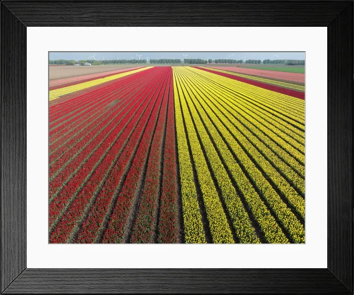 Framed Print : An aerial view of tulip fields, North Holland, Netherlands Framed Print : An aerial view of tulip fields, North Holland, Netherlands