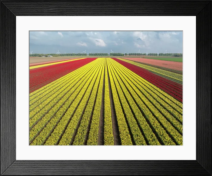 Framed Print : An aerial view of tulip fields, North Holland, Netherlands Framed Print : An aerial view of tulip fields, North Holland, Netherlands