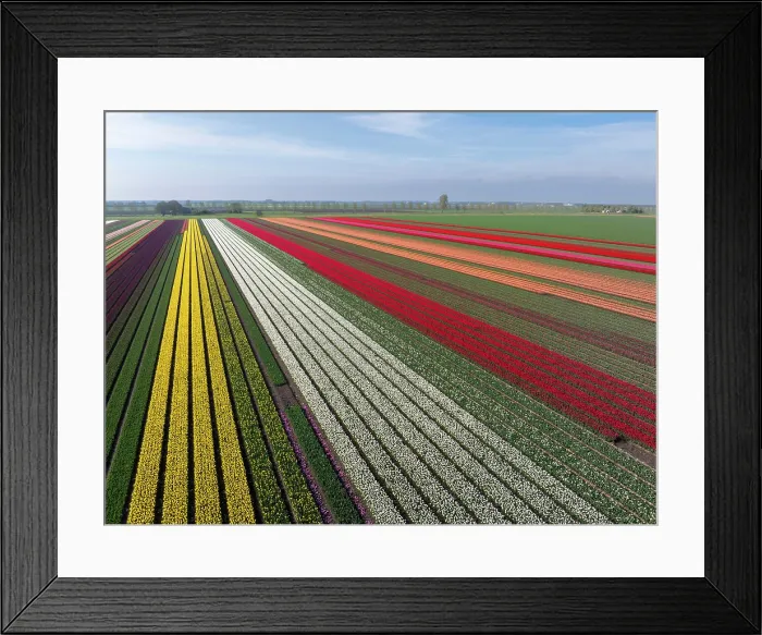 Framed Print : An aerial view of tulip fields, North Holland, Netherlands