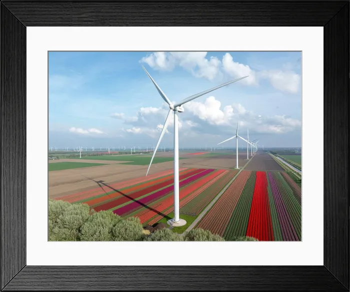 Framed Print : An aerial view of wind turbines & tulip fields, North Holland, Netherlands Framed Print : An aerial view of wind turbines & tulip fields, North Holland, Netherlands