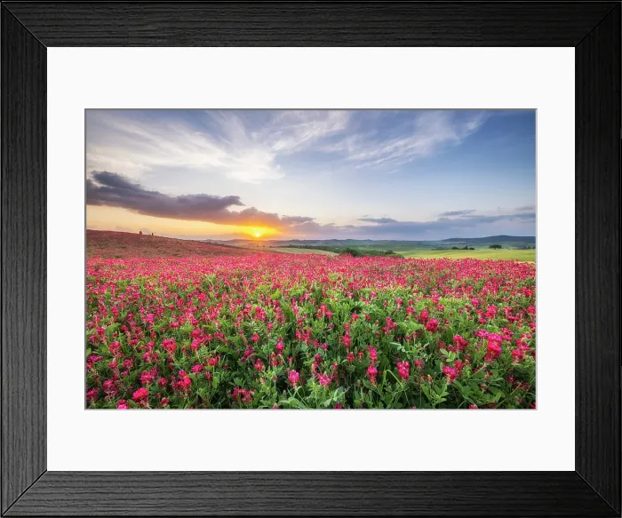 Framed Print : Sulla coronaria (French honeysuckle, cock's head, Italian sainfoin, sulla, or soola) in arable field at sunset, Val D'Orcia, Tuscany, Italy, May 2024 Framed Print : Sulla coronaria (French honeysuckle, cock's head, Italian sainfoin, sulla, or soola) in arable field at sunset, Val D'Orcia, Tuscany, Italy, May 2024