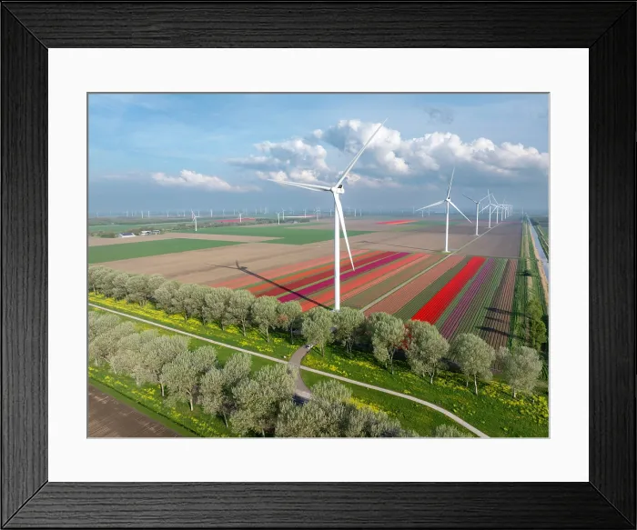 Framed Print : An aerial view of wind turbines & tulip fields, North Holland, Netherlands Framed Print : An aerial view of wind turbines & tulip fields, North Holland, Netherlands