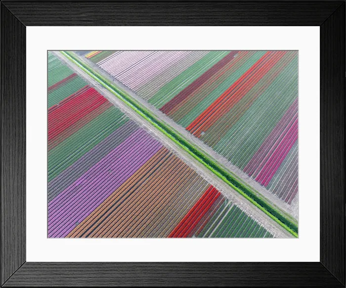 Framed Print : An aerial view of canal crossing tulip fields, North Holland, Netherlands Framed Print : An aerial view of canal crossing tulip fields, North Holland, Netherlands