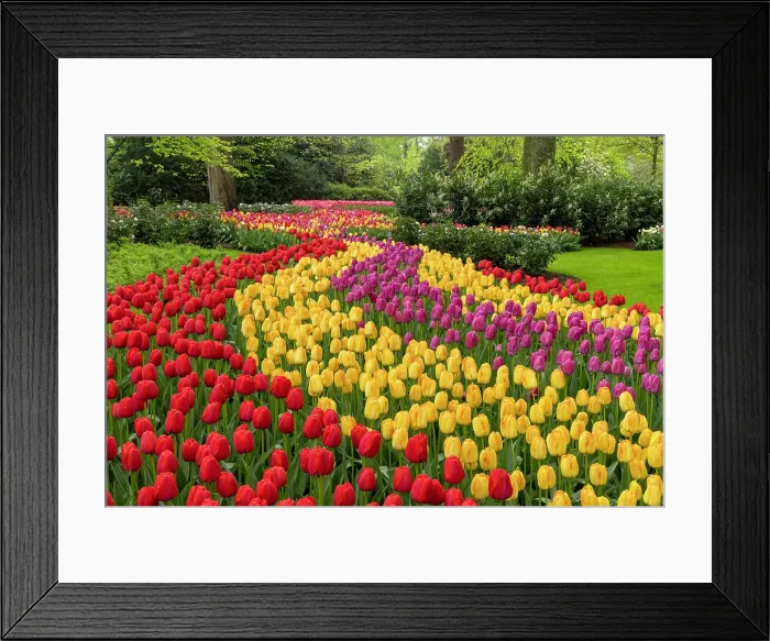 Framed Print : Keukenhof Botanical Garden, Lisse, North Holland, Netherlands Framed Print : Keukenhof Botanical Garden, Lisse, North Holland, Netherlands