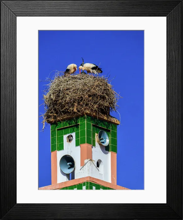 Framed Print : White stork (Ciconia ciconia) tending stick nest on a mosque minaret, Ait Ben Haddou, Ouarzazat, Morocco Framed Print : White stork (Ciconia ciconia) tending stick nest on a mosque minaret, Ait Ben Haddou, Ouarzazat, Morocco