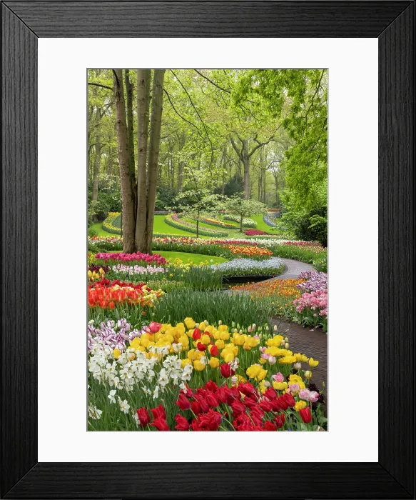 Framed Print : Keukenhof Botanical Garden, Lisse, North Holland, Netherlands Framed Print : Keukenhof Botanical Garden, Lisse, North Holland, Netherlands