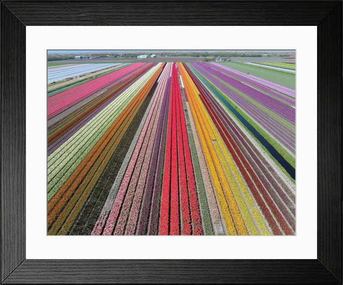 Framed Print : An aerial view of tulip fields, North Holland, Netherlands Framed Print : An aerial view of tulip fields, North Holland, Netherlands
