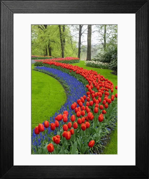 Framed Print : Keukenhof Botanical Garden, Lisse, North Holland, Netherlands Framed Print : Keukenhof Botanical Garden, Lisse, North Holland, Netherlands