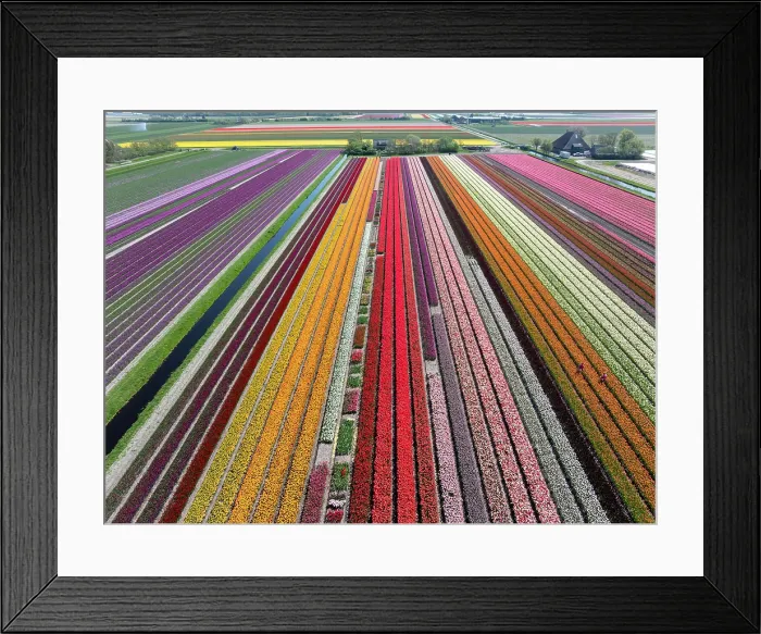 Framed Print : An aerial view of multi-coloured tulip fields, North Holland, Netherlands Framed Print : An aerial view of multi-coloured tulip fields, North Holland, Netherlands