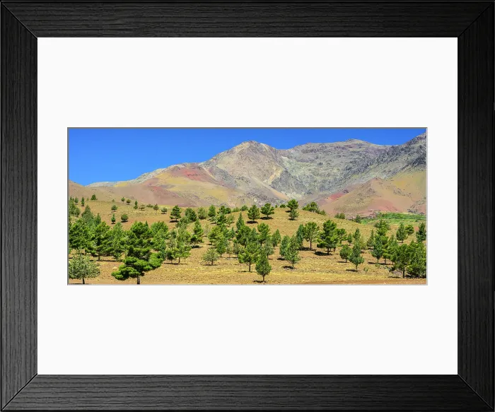 Framed Print : Coniferous trees near the town of Agouime, Agouime, High Atlas, Morocco