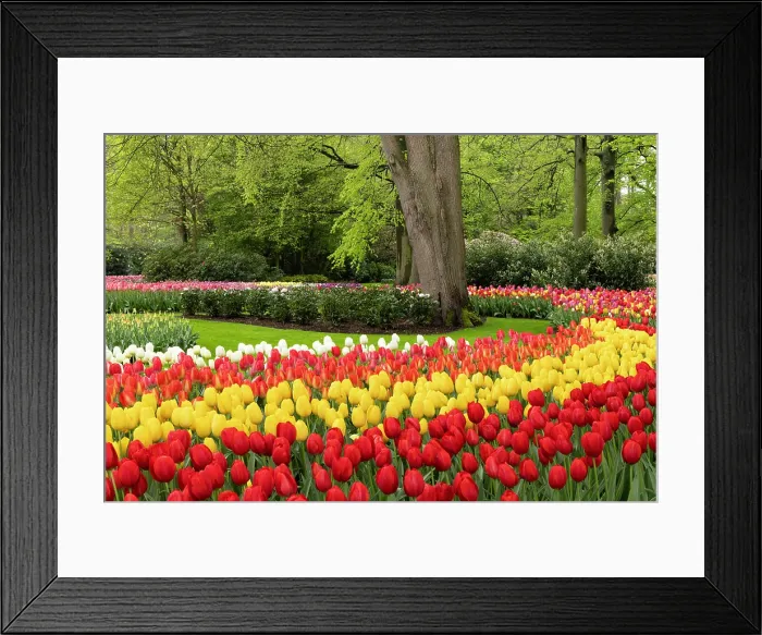 Framed Print : Keukenhof Botanical Garden, Lisse, North Holland, Netherlands Framed Print : Keukenhof Botanical Garden, Lisse, North Holland, Netherlands