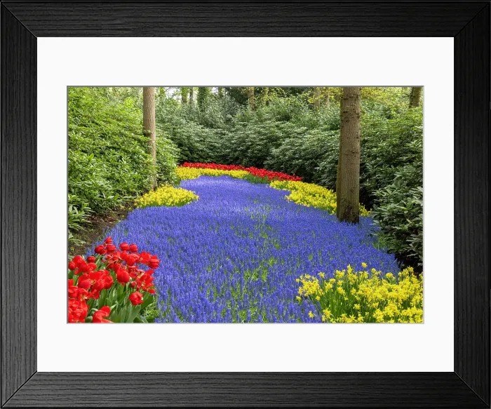 Framed Print : An alley of hyacinths, Keukenhof Botanical Garden, Lisse, North Holland, Netherlands Framed Print : An alley of hyacinths, Keukenhof Botanical Garden, Lisse, North Holland, Netherlands