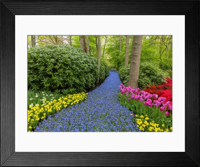 Framed Print : An alley of hyacinths, Keukenhof Botanical Garden, Lisse, North Holland, Netherlands Framed Print : An alley of hyacinths, Keukenhof Botanical Garden, Lisse, North Holland, Netherlands