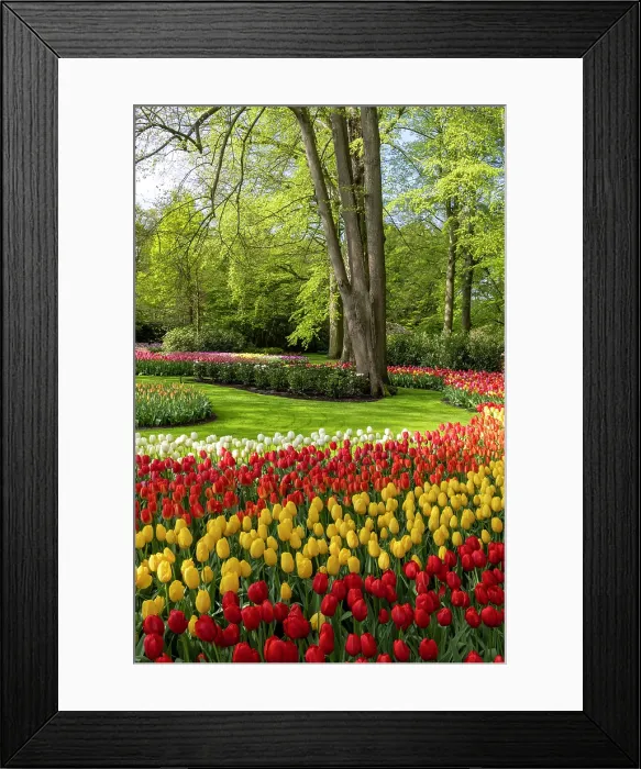 Framed Print : Keukenhof Botanical Garden, Lisse, North Holland, Netherlands Framed Print : Keukenhof Botanical Garden, Lisse, North Holland, Netherlands