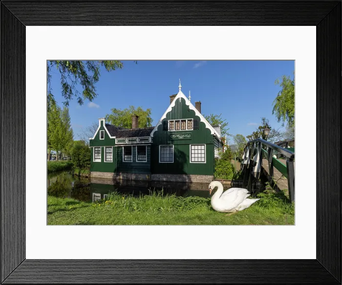 Framed Print : A swan sits in front of a traditional house, Zaanse Schans, North Holland, Netherlands Framed Print : A swan sits in front of a traditional house, Zaanse Schans, North Holland, Netherlands