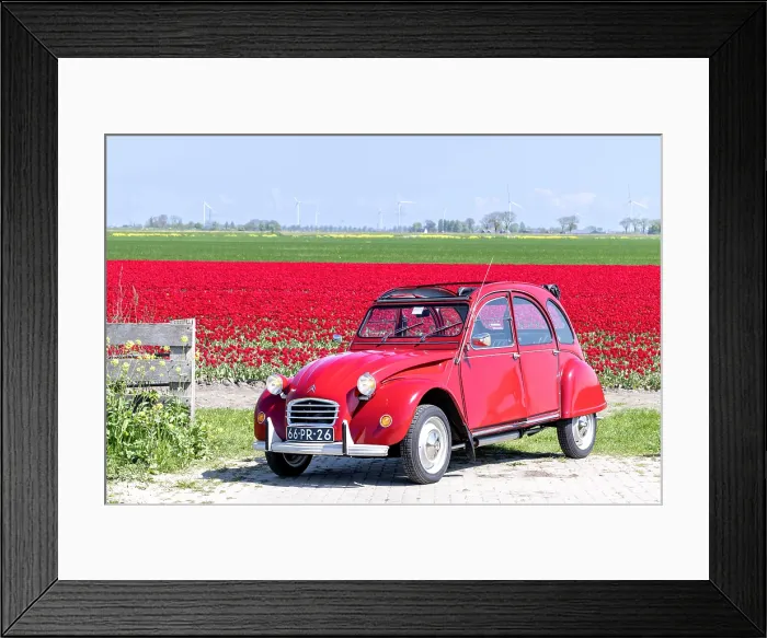 Framed Print : An old red citroen 2cv by a tulip field, North Holland, Netherlands Framed Print : An old red citroen 2cv by a tulip field, North Holland, Netherlands