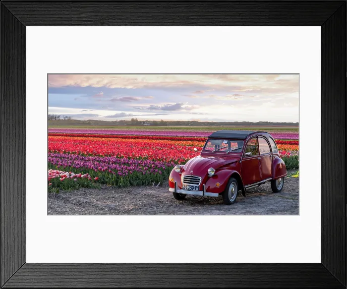 Framed Print : An old red citroen 2cv by a tulip field, North Holland, Netherlands