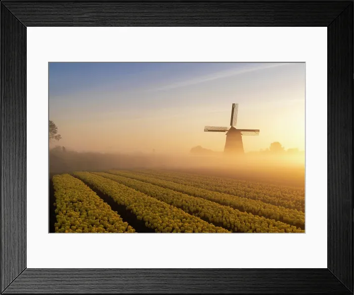 Framed Print : A windmill & tulip field at sunrise, North Holland, Netherlands Framed Print : A windmill & tulip field at sunrise, North Holland, Netherlands