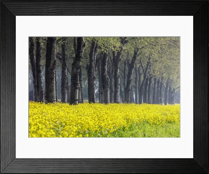 Framed Print : A row of trees and yellow flowers, North Holland, Netherlands