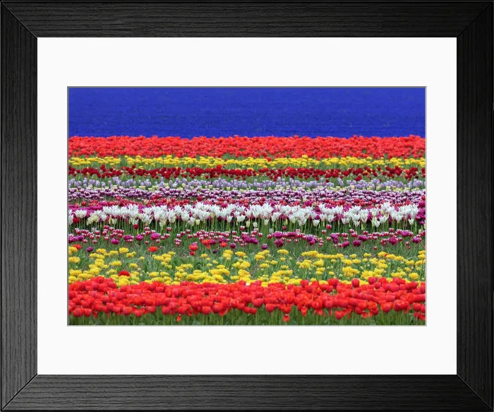 Framed Print : Rows of colourful tulips and hyacinths, Lisse, North Holland, Netherlands Framed Print : Rows of colourful tulips and hyacinths, Lisse, North Holland, Netherlands
