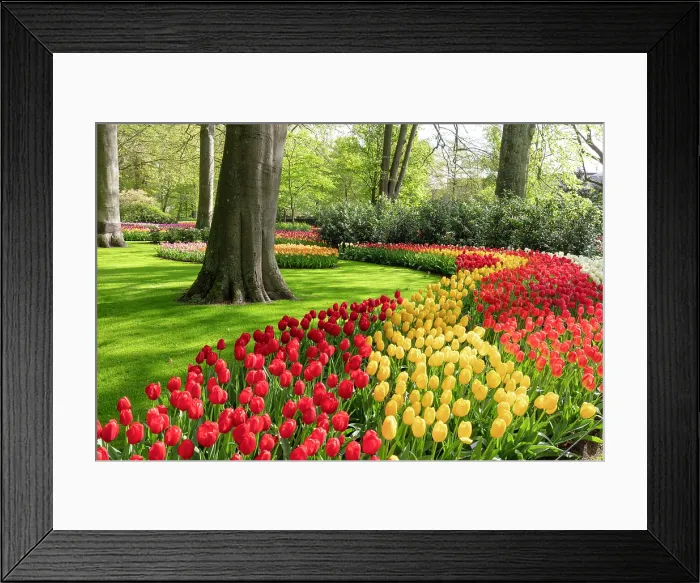 Framed Print : Keukenhof Botanical Garden, Lisse, North Holland, Netherlands Framed Print : Keukenhof Botanical Garden, Lisse, North Holland, Netherlands