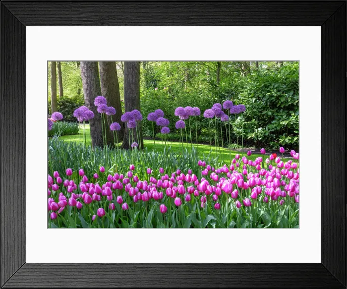 Framed Print : Keukenhof Botanical Garden, Lisse, North Holland, Netherlands Framed Print : Keukenhof Botanical Garden, Lisse, North Holland, Netherlands