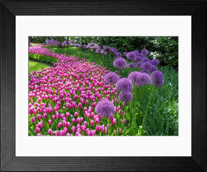 Framed Print : Keukenhof Botanical Garden, Lisse, North Holland, Netherlands Framed Print : Keukenhof Botanical Garden, Lisse, North Holland, Netherlands