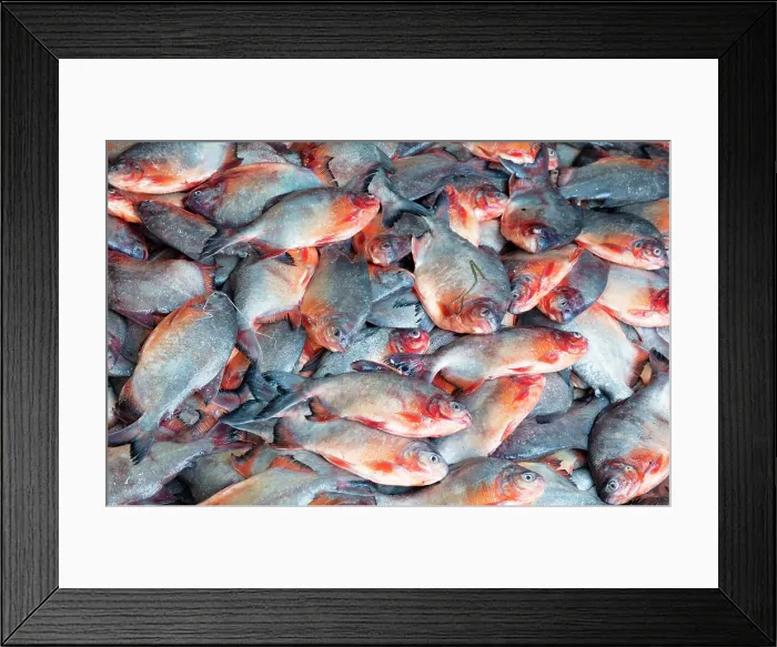 Framed Print : Fresh fish, Inle Lake, Myanmar (Burma), Asia Framed Print : Fresh fish, Inle Lake, Myanmar (Burma), Asia