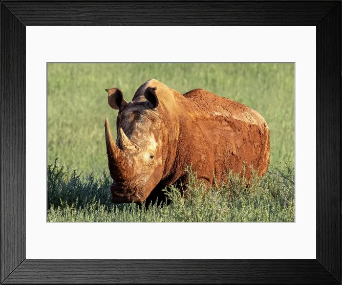 Framed Print : White rhino covered in mud, Bagatelle Kalahari Game Ranch, Mariental, Namibia Framed Print : White rhino covered in mud, Bagatelle Kalahari Game Ranch, Mariental, Namibia