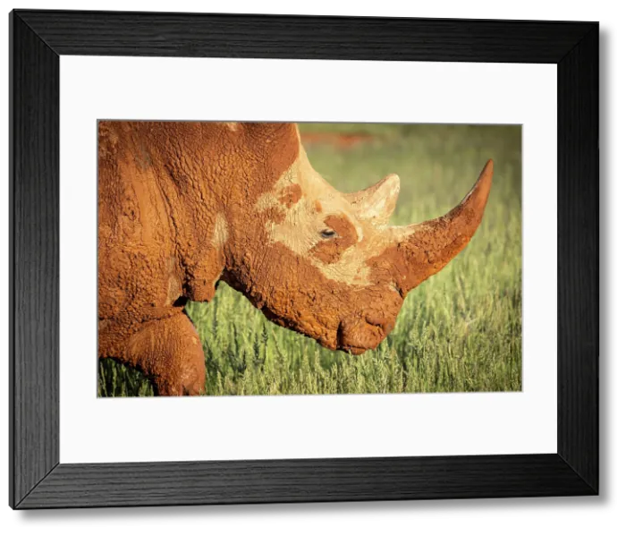 Framed Print : White rhino covered in mud, , Bagatelle Kalahari Game Ranch, Mariental, Namibia Framed Print : White rhino covered in mud, , Bagatelle Kalahari Game Ranch, Mariental, Namibia