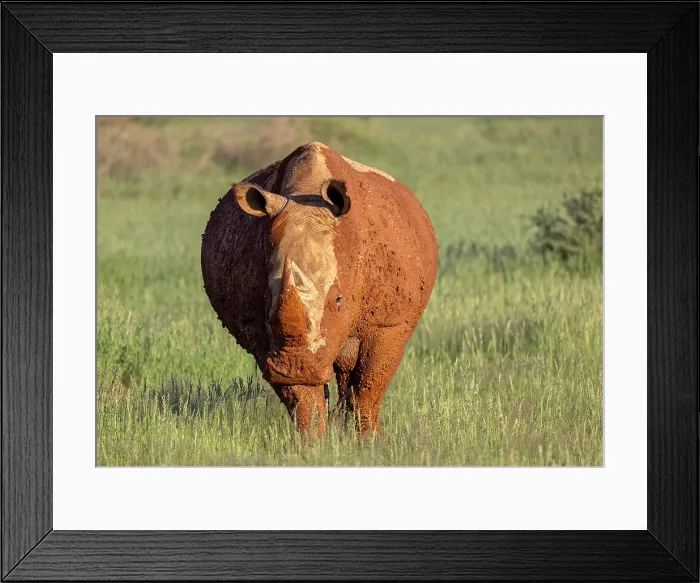 Framed Print : White rhino covered in mud, Bagatelle Kalahari Game Ranch, Mariental, Namibia Framed Print : White rhino covered in mud, Bagatelle Kalahari Game Ranch, Mariental, Namibia
