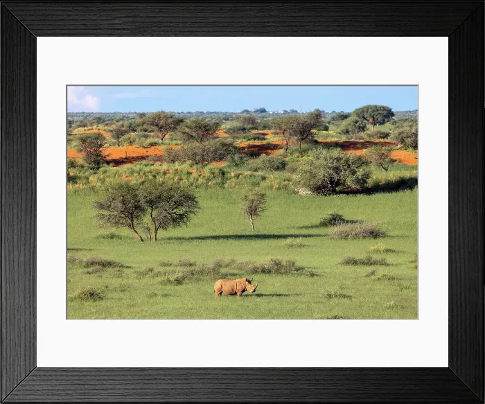 Framed Print : White rhino in the landscape, Bagatelle Kalahari Game Ranch, Mariental, Namibia Framed Print : White rhino in the landscape, Bagatelle Kalahari Game Ranch, Mariental, Namibia