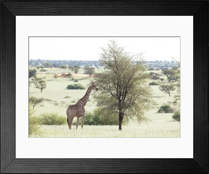 Framed Print : Giraffe eating from a tree, Bagatelle Kalahari Game Ranch, Mariental, Namibia