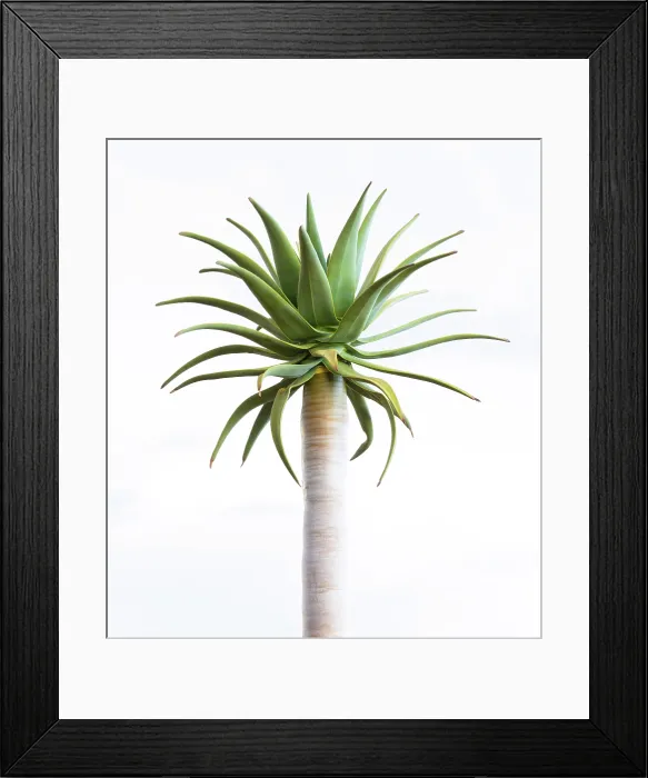 Framed Print : Young Quiver tree (Aloidendron dichotomum), Quiver tree Forest, near Keetmanshoop, Namibia Framed Print : Young Quiver tree (Aloidendron dichotomum), Quiver tree Forest, near Keetmanshoop, Namibia