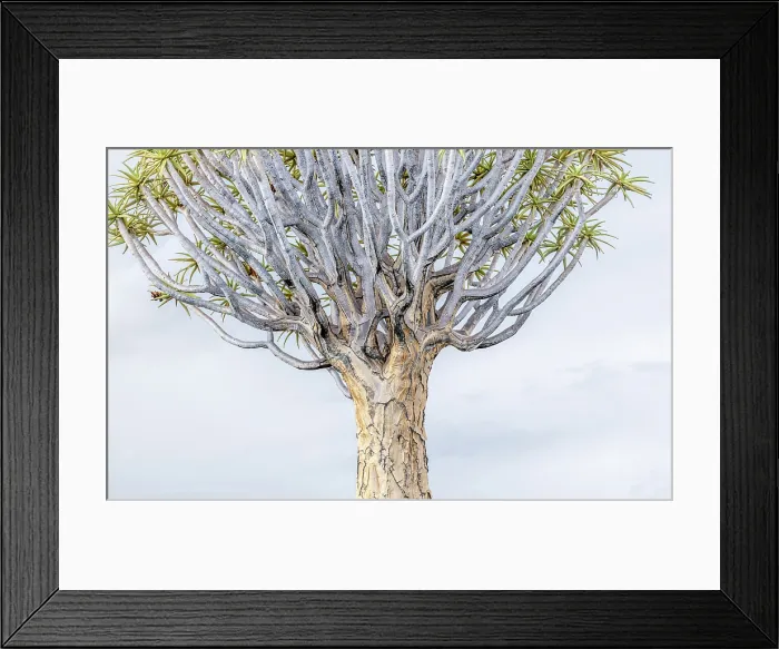 Framed Print : Detail of a Quiver tree (Aloidendron dichotomum), Quiver tree Forest, near Keetmanshoop, Namibia Framed Print : Detail of a Quiver tree (Aloidendron dichotomum), Quiver tree Forest, near Keetmanshoop, Namibia