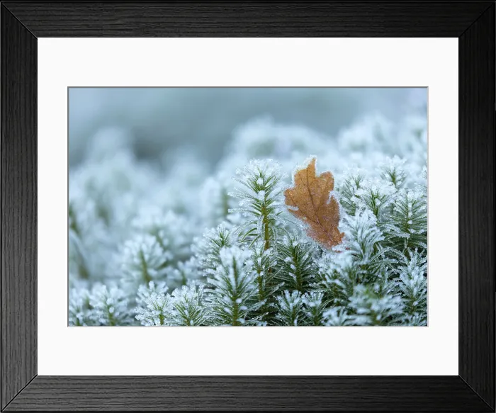 Framed Print : Sessile Oak (Quercus petraea) leaf resting upon frost-covered Common haircap moss (Polytrichum commune), Glen Garry, Lochaber, Scotland, UK, February 2025 Framed Print : Sessile Oak (Quercus petraea) leaf resting upon frost-covered Common haircap moss (Polytrichum commune), Glen Garry, Lochaber, Scotland, UK, February 2025